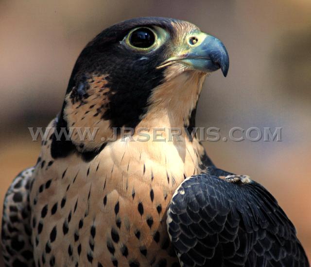 Peregrine Falcon.jpg - Peregrine Falcon